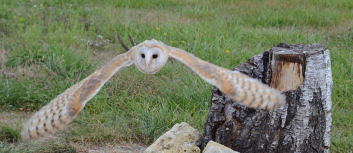 DSC_6520 – copie